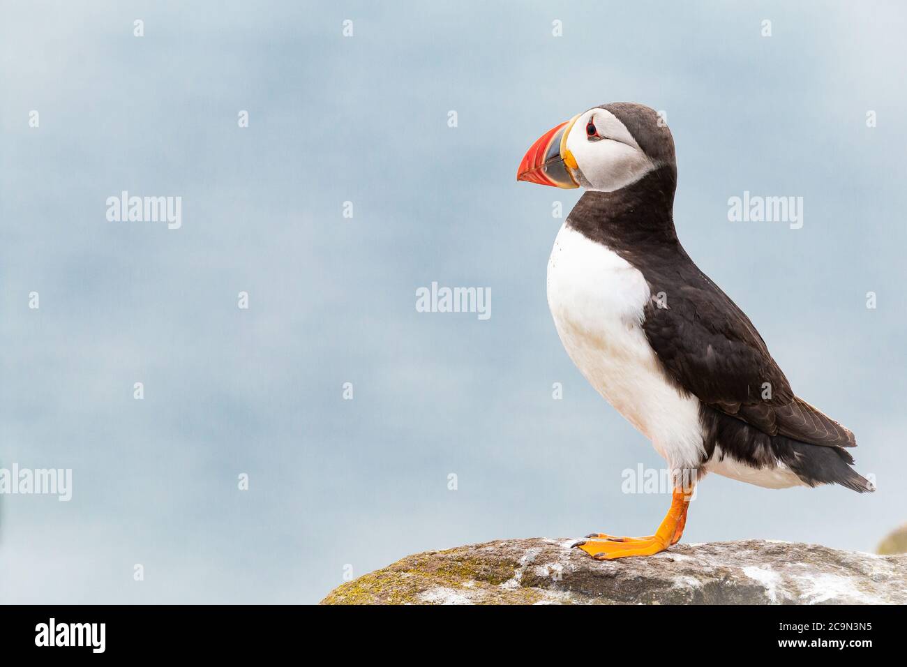 Ein Papageientaucher (Fraterkula arctica) steht auf einem Flechten-bedeckten Felsen, der auf die blaue Nordsee rund um die Farne-Inseln starrt Stockfoto