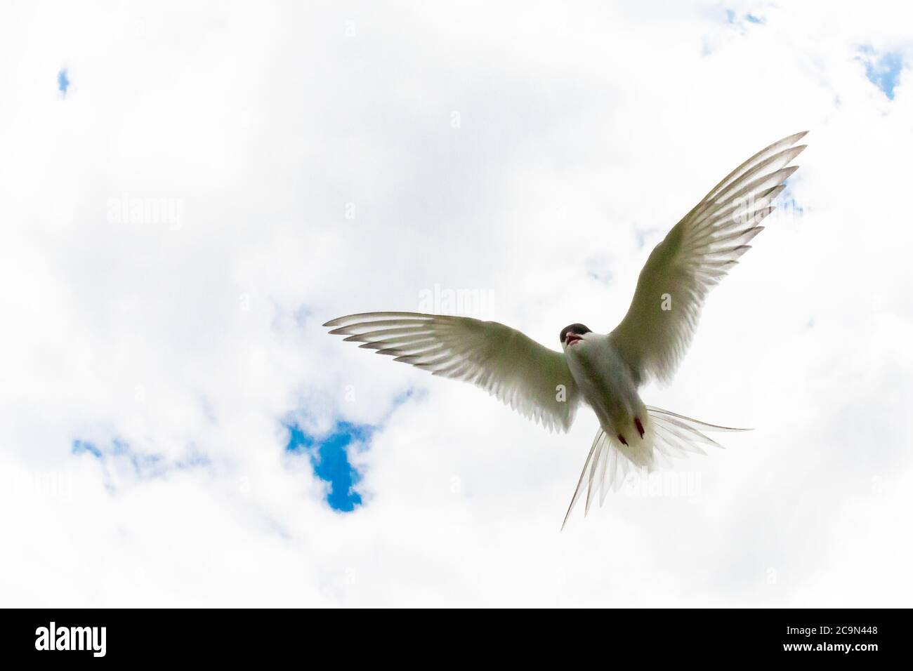 Eine Polarseeschwalbe (Sterna paradiesaea) am Himmel zeigt alle Federn, wie sie über dem Himmel fliegt Stockfoto