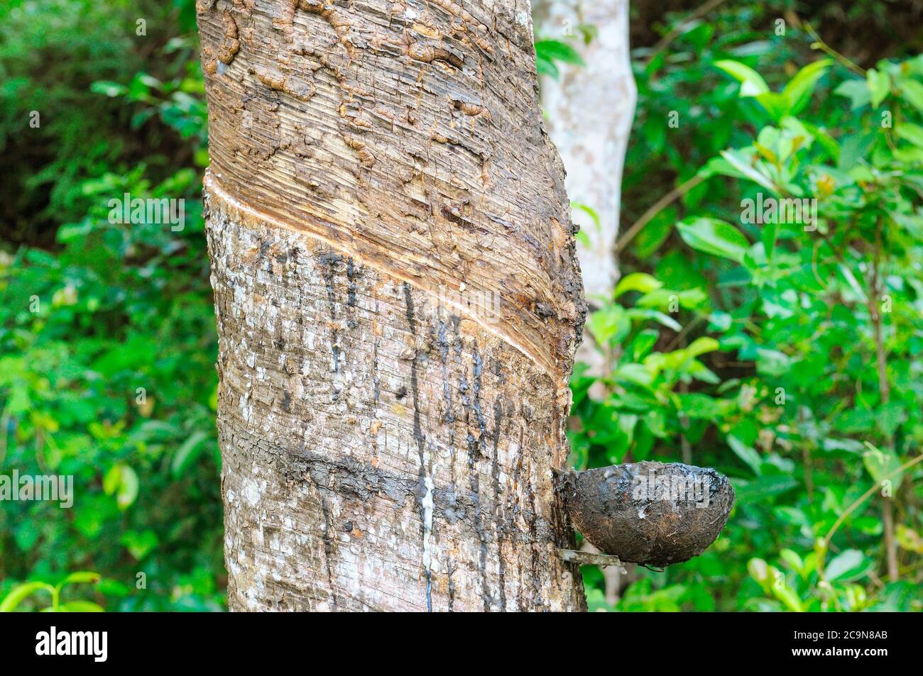 Milchlatex aus Kautschukbaum (Hevea Brasiliensis) als Quelle von  Naturkautschuk extrahiert. Plantagen von Kautschukpflanzen Gevei im Süden  von Sri Lank Stockfotografie - Alamy