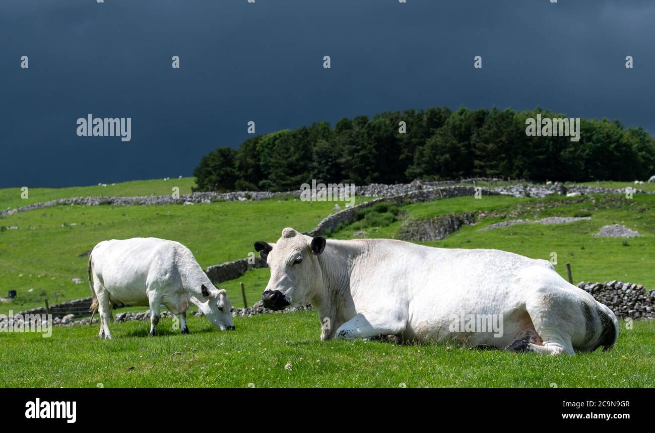 Weiße Kuh legte sich auf einer Hochlandweide im Yorkshire Dales National Park, mit einem stürmischen Himmel dahinter. Stockfoto