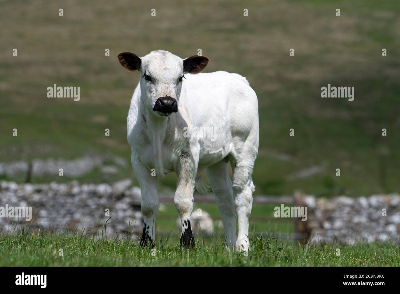 Britisches weißes Kalb auf einer Hochlandweide in den Yorkshire Dales. British White Rinder werden als Minderheit Rasse in Großbritannien eingestuft. Stockfoto