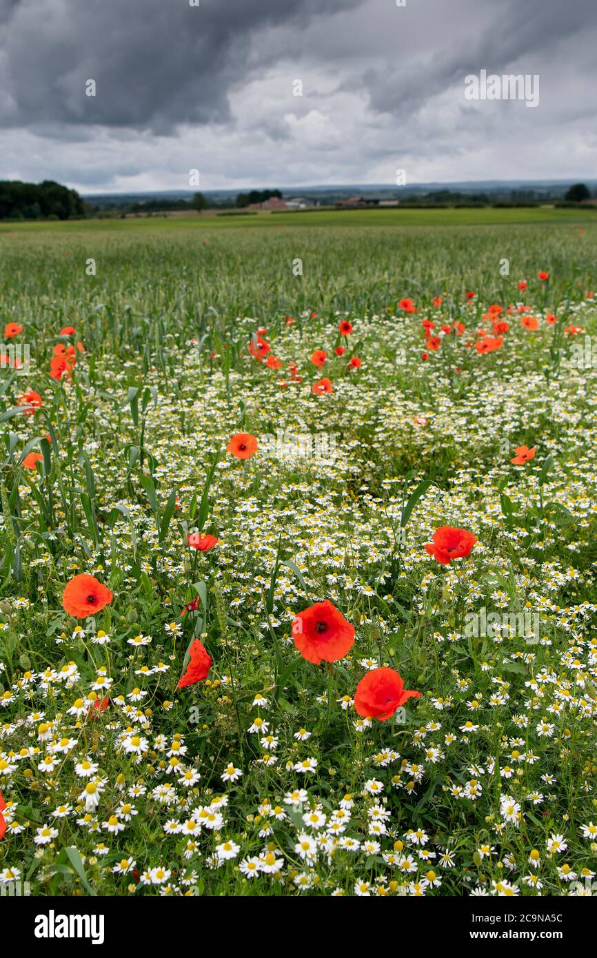 Wildblumen, die ein Weizenfeld anbauen, North Yorkshire, Großbritannien. Stockfoto