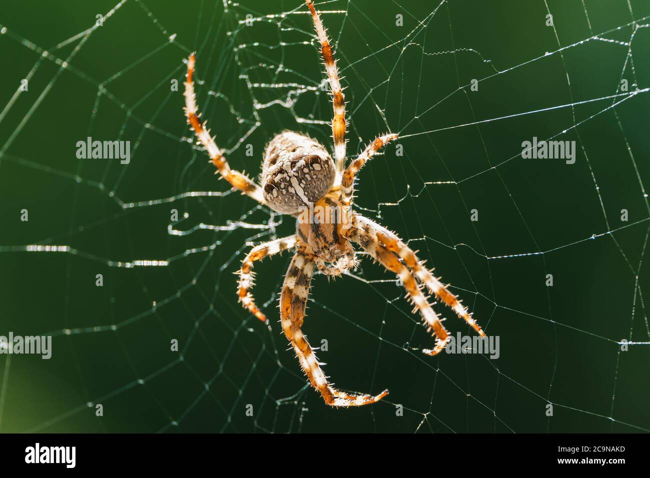 Europäische Gartenspinne, Diadem-Spinne, Orangie, Kreuzspinne oder gekrönter Orb Weaver in seinem Netz Nahaufnahme gegen Green Background Stockfoto