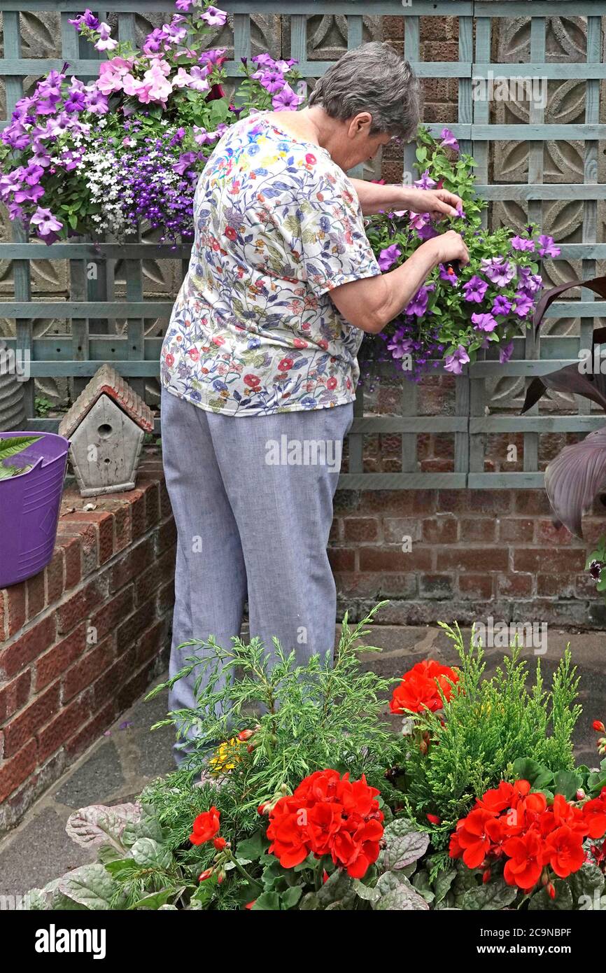 Hobbys Zeitvertreib Aktivitäten reifen Senioren Rentner Frau Gartenarbeit & toter Überschrift hängenden Korb in Garten Spalier Wand arbeiten England GB Stockfoto