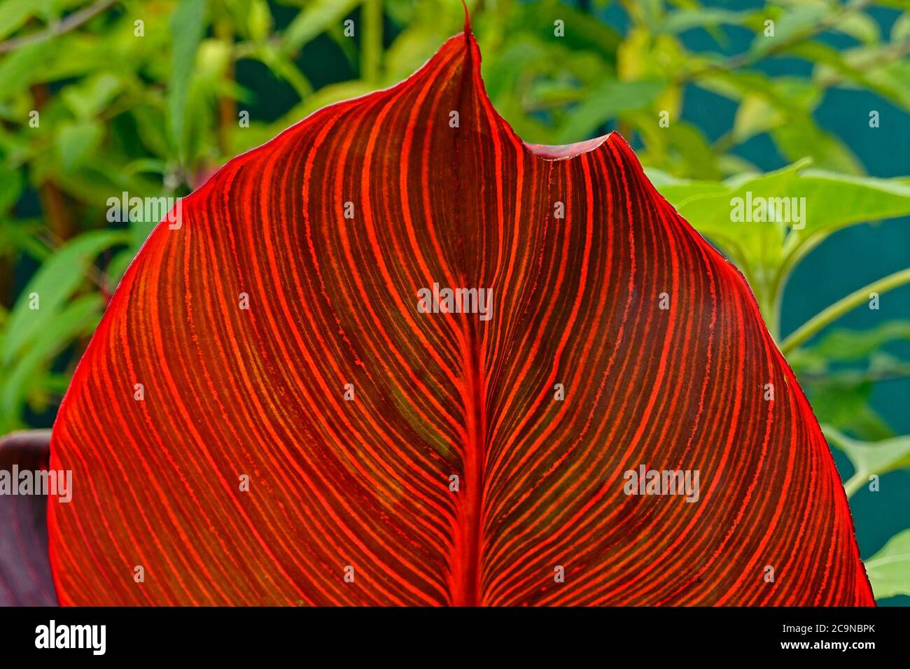 Pflanzen blatt Fotos und Bildmaterial in hoher Auflösung Alamy