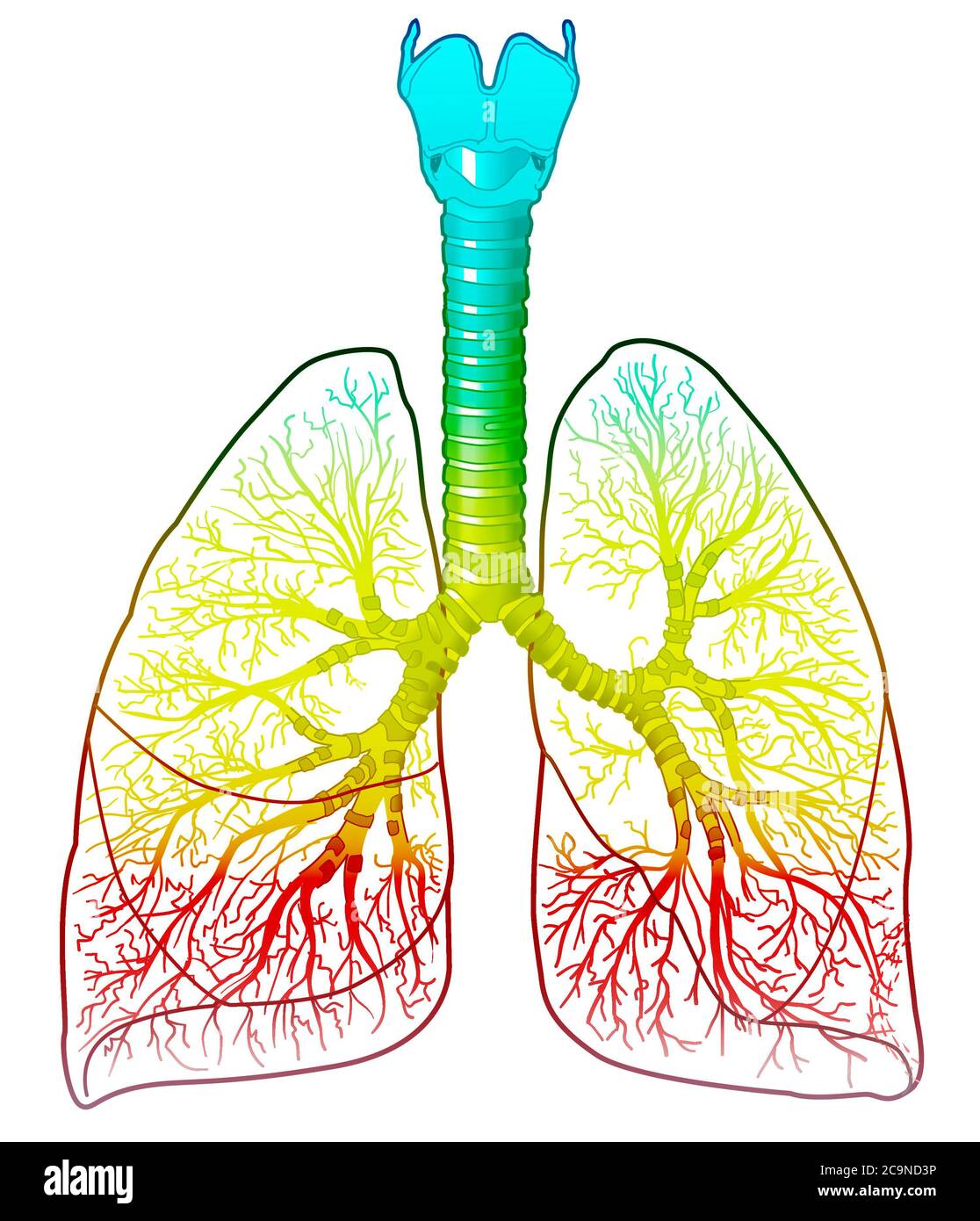 Abbildung der Anatomie der menschlichen Lunge mit Trachea, linken und rechten Lappen und Bronchien Stockfoto