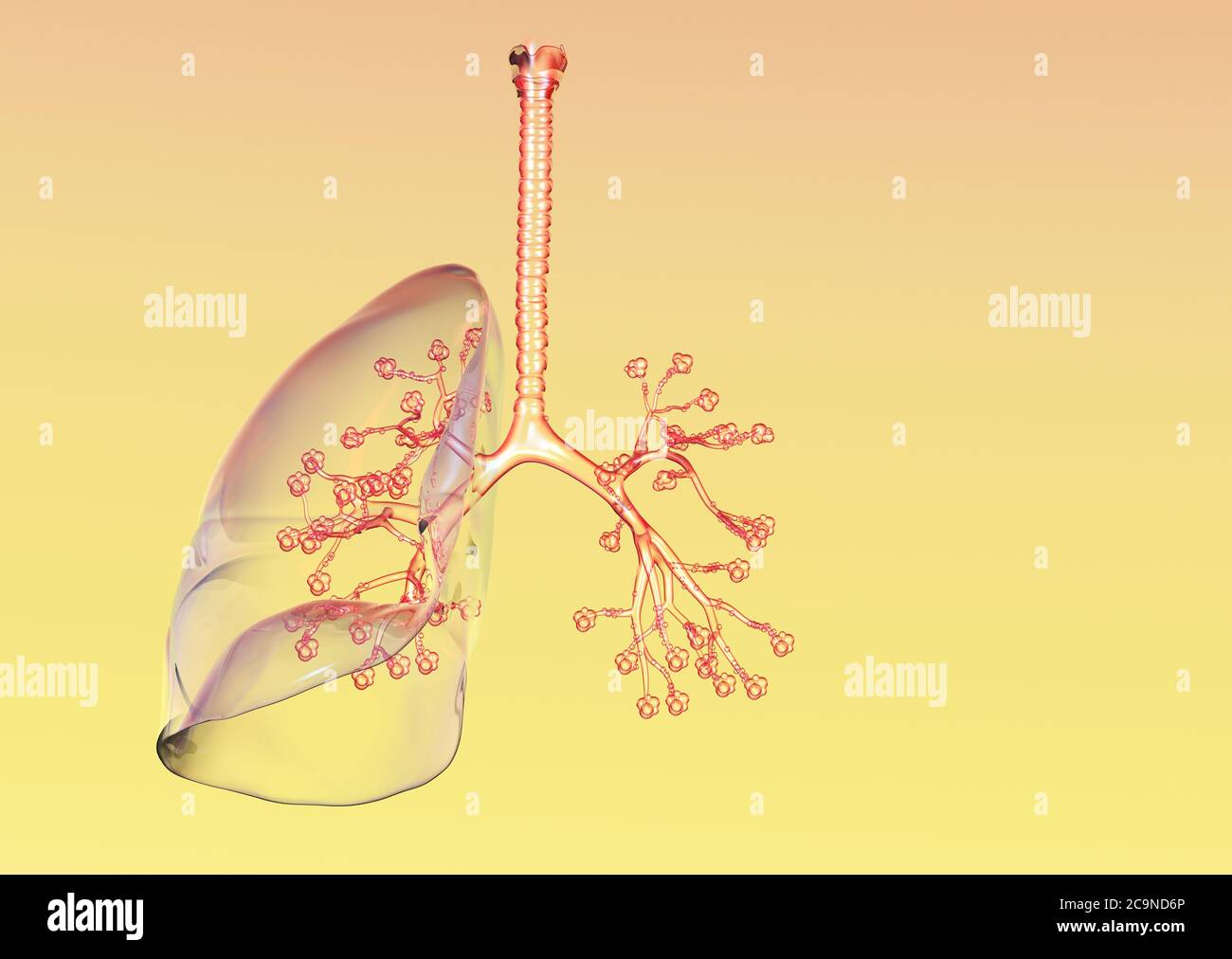 Abbildung zeigt transparente menschliche Lungen mit Luftröhre ...