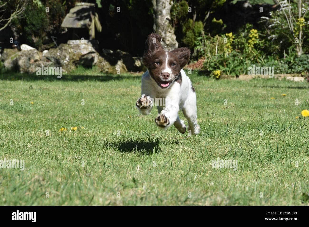Englisch Springer Spaniel Puppy im Spiel Stockfoto