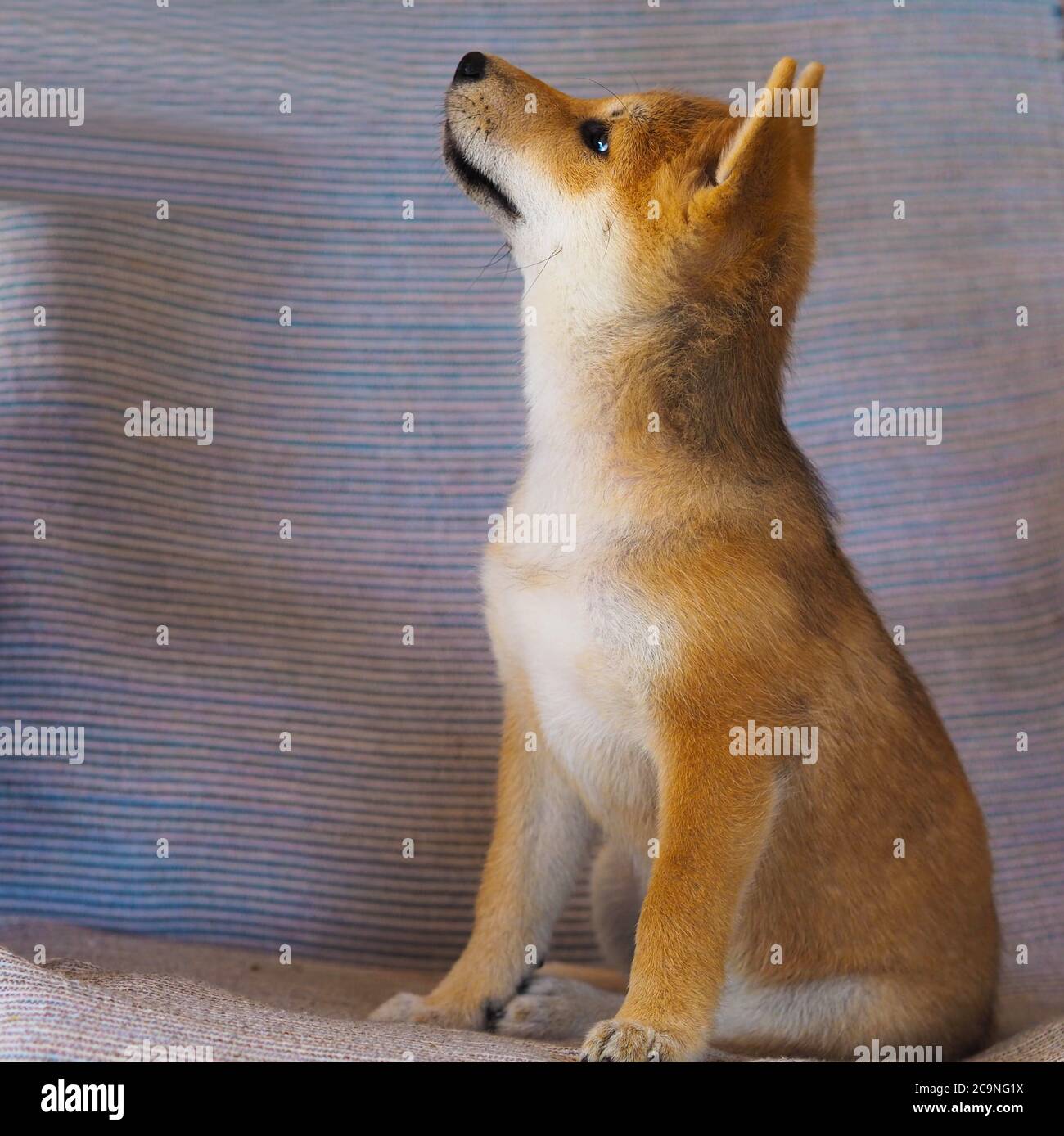 Shiba Inu Welpe sieht aus wie ein kleiner Fuchs Stockfoto