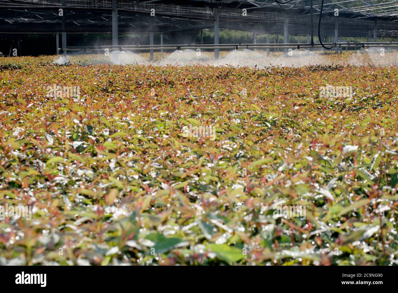 Eukalyptus-Sämlinge im Gewächshaus Agro-Geschäft bereit für die Pflanzung in der Wiederaufforstung. Selektiver Fokus Stockfoto