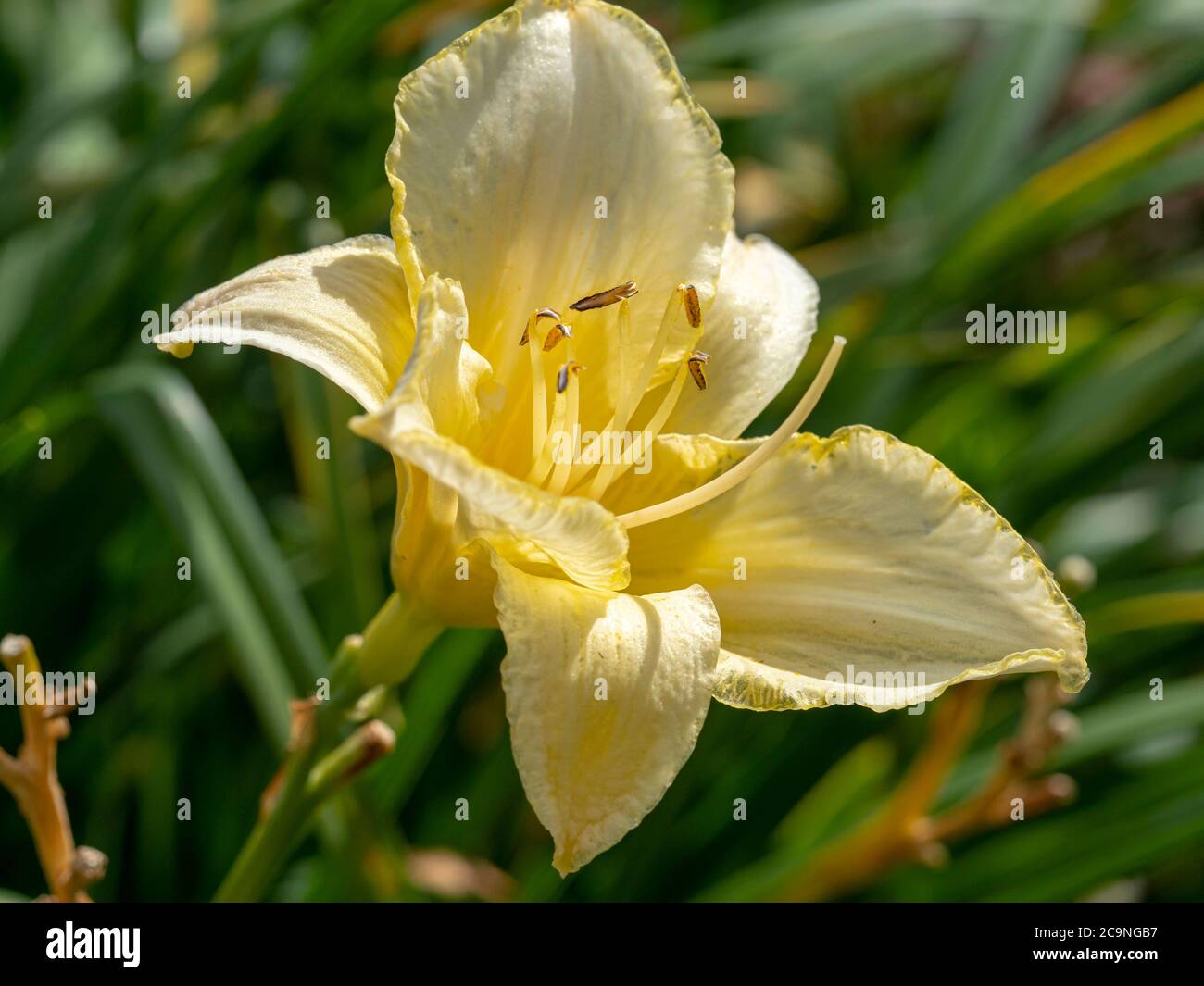 Nahaufnahme einer blassgelben Hemerocallis Taglilienblume, Sorte Eiskarneval, im Garten Stockfoto