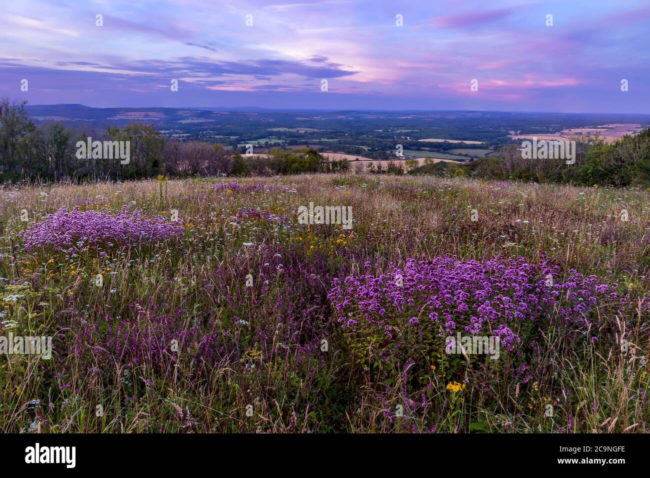 Wilder Majoran wächst auf bepton unten Süden unten Westen sussex Südosten England Stockfoto