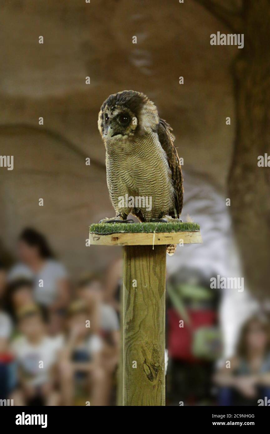 Unverlierbare braune Holzeule (strix leptogrammica) auf einem künstlichen Gastwirt Stockfoto