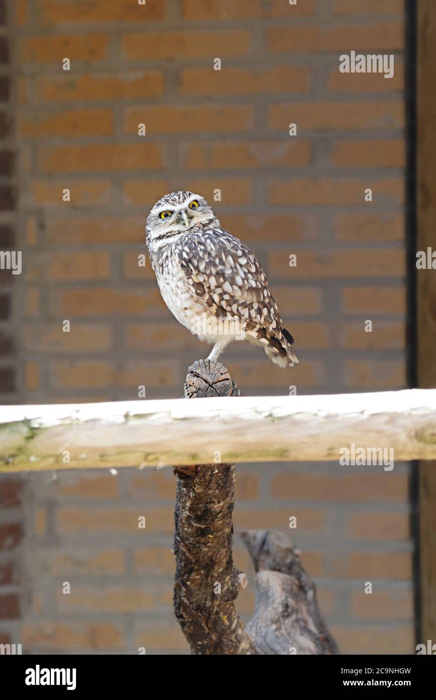 Kleine Eule (Athene noctua) thront auf einem Ast Stockfoto