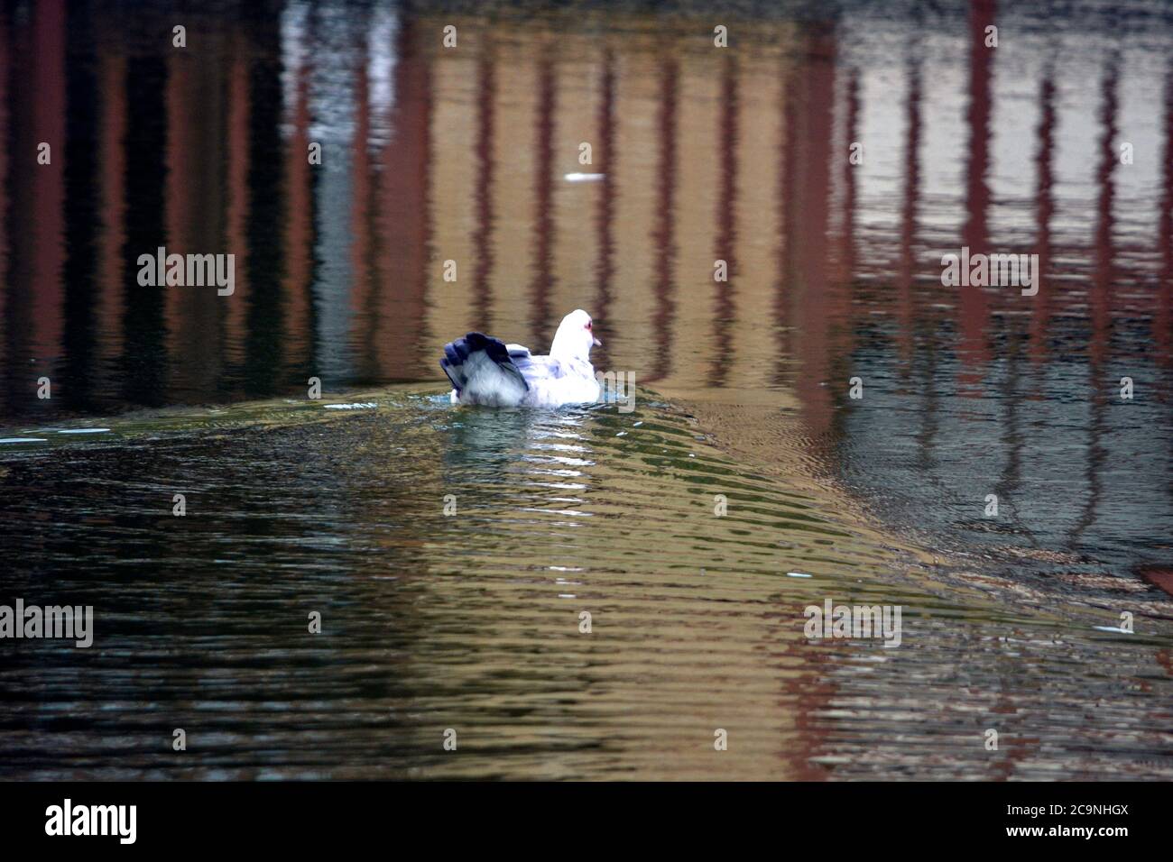 Entenschwimmen im ruhigen See Stockfoto