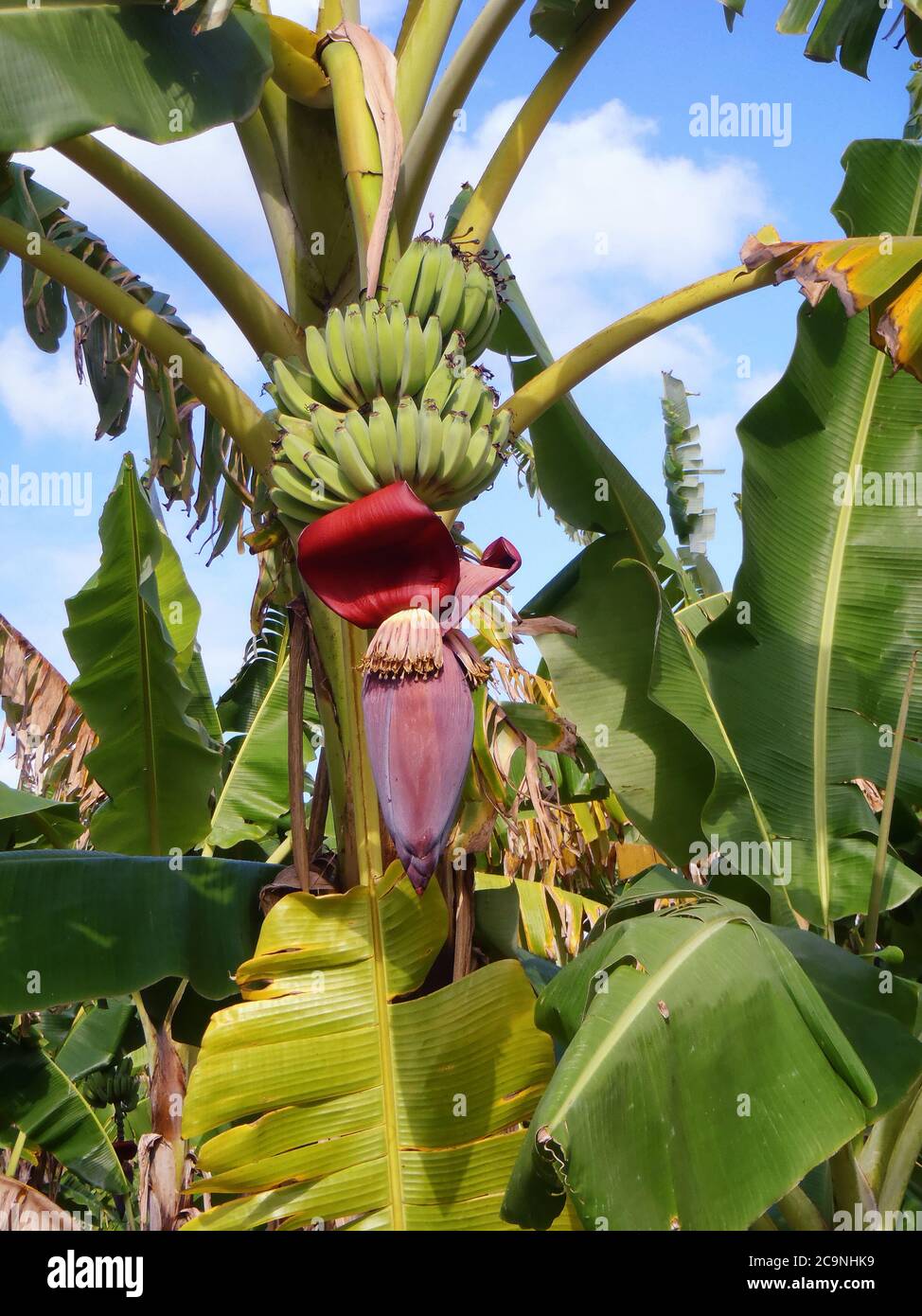 Banane, Früchte und Blumen auf dem Baum Stockfoto
