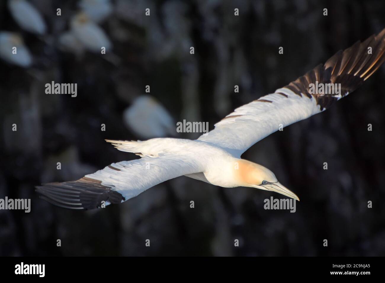 Nördliche Gannette, die über den Ozean fliegt Stockfoto