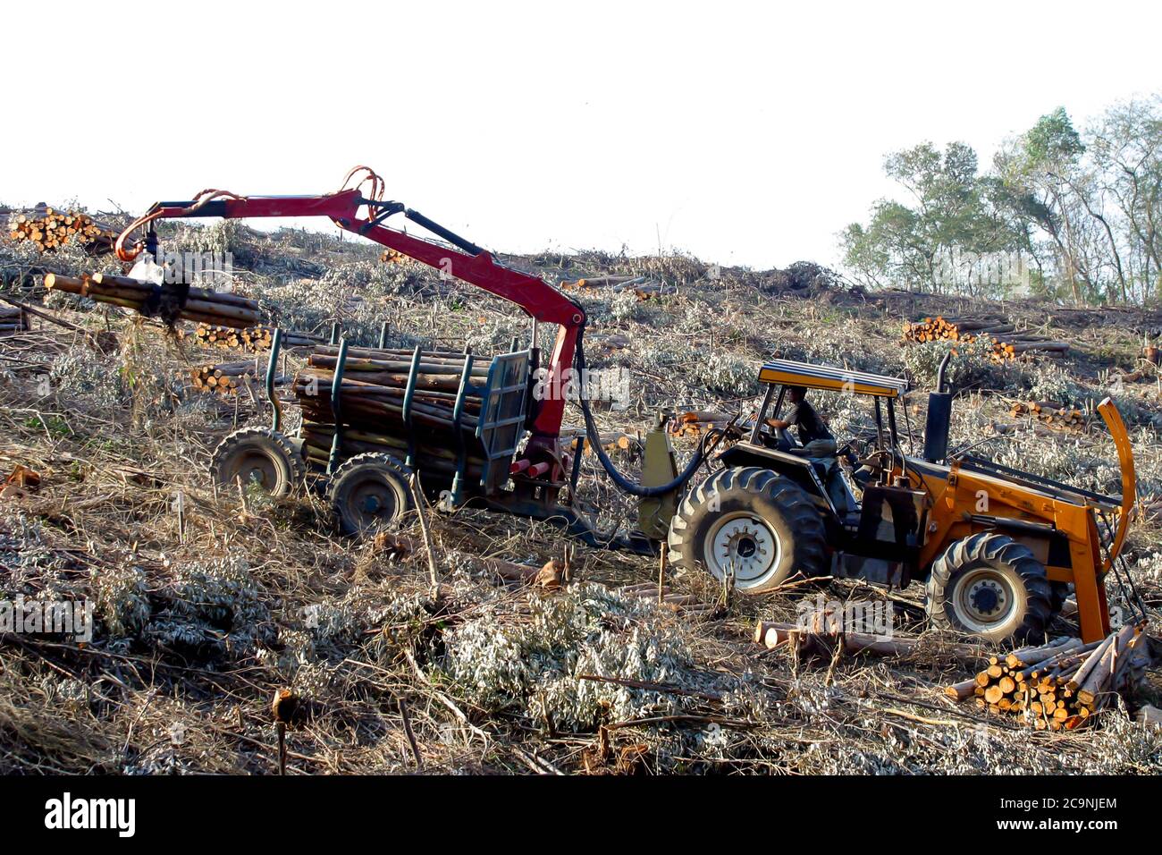 Sao Carlos, Brasilien - oct 02, 2003 - Mechanische Arm lädt Eukalyptus-Blockwagen nach der Ernte auf dem Feld Stockfoto