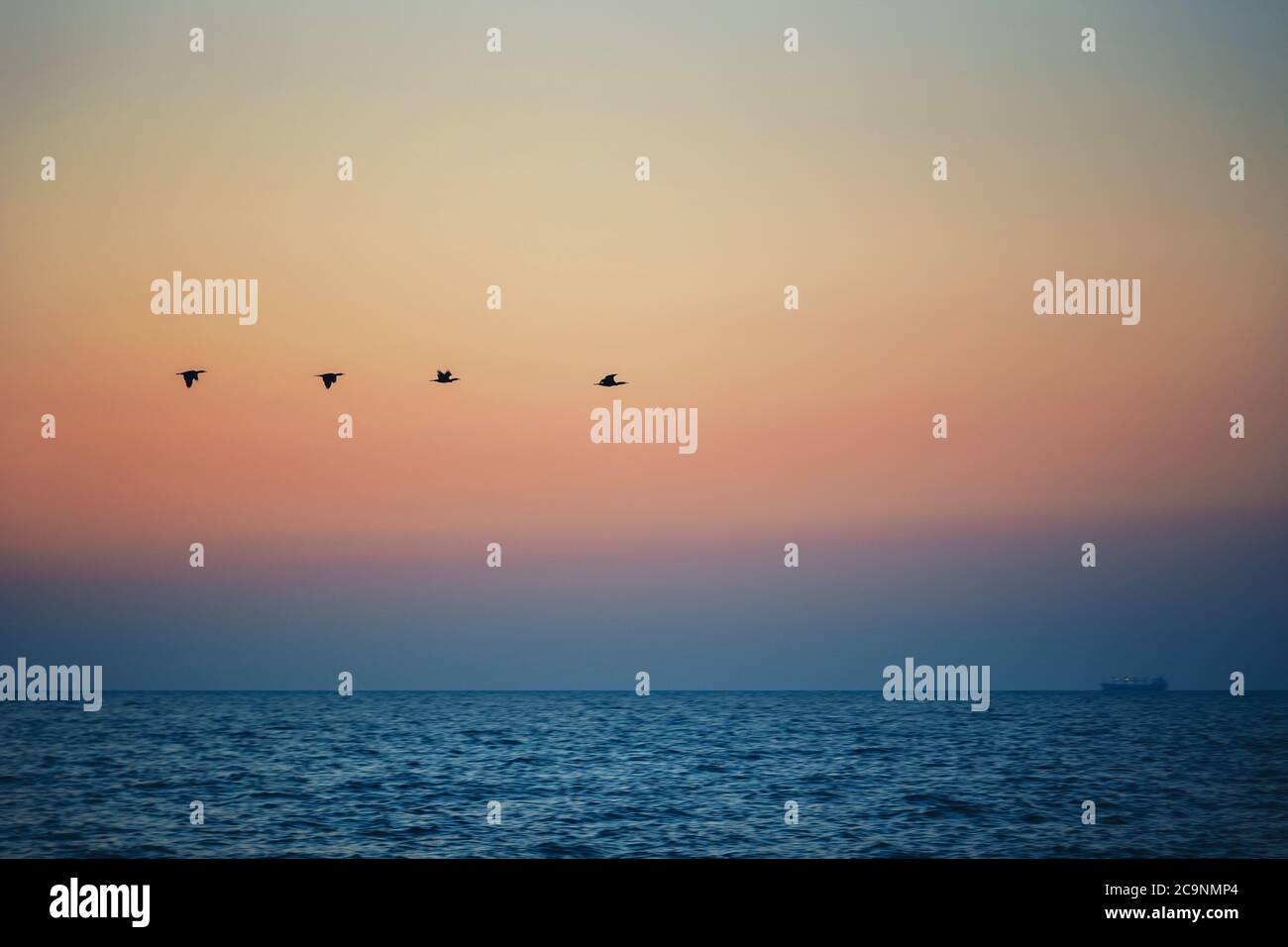 Vögel Silhouetten fliegen über dem Meer gegen Sonnenuntergang, Sonnenaufgang Stockfoto