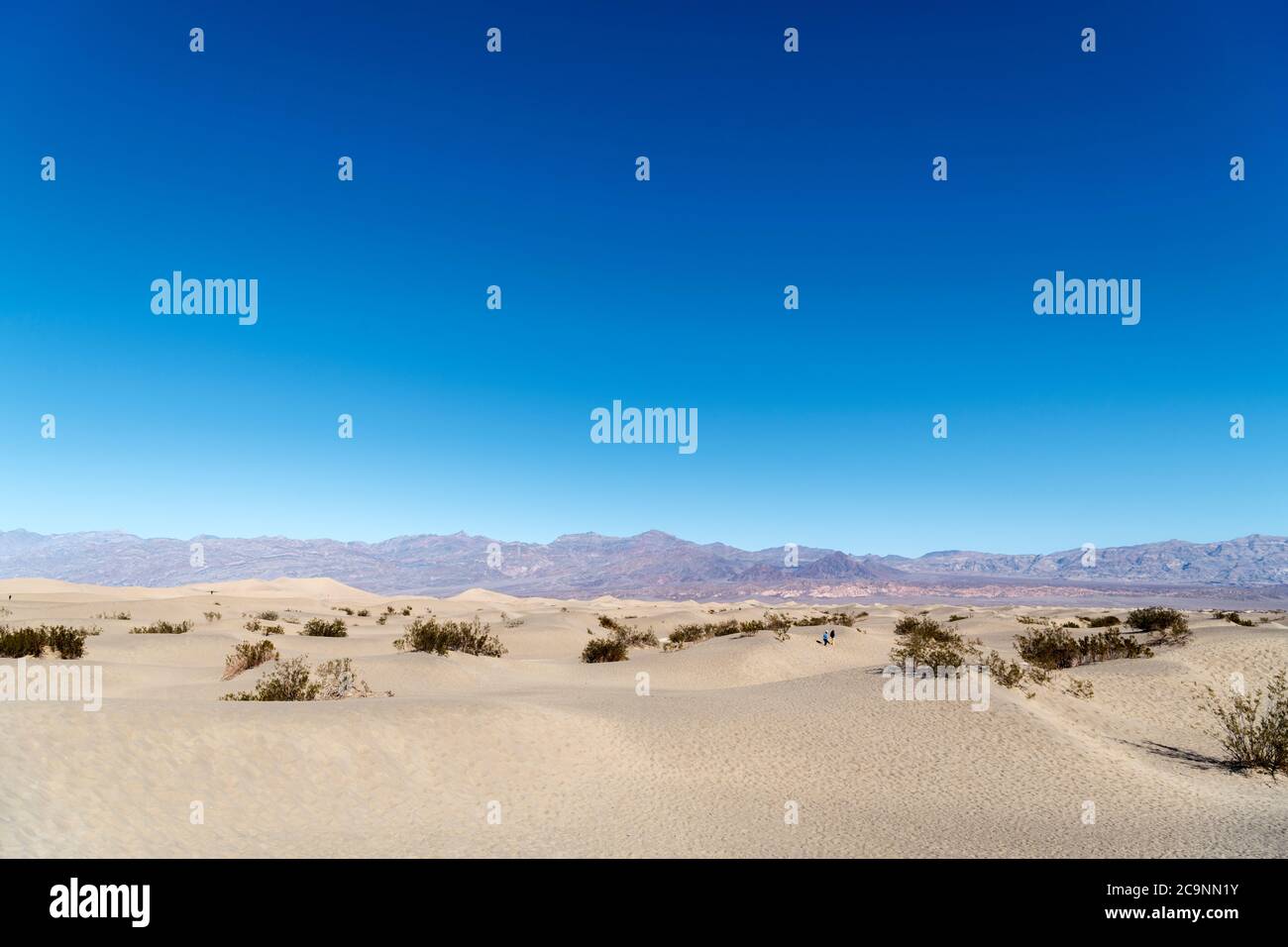 Mesquite flache Sanddünen, Death Valley Nationalpark, Kalifornien, USA Stockfoto