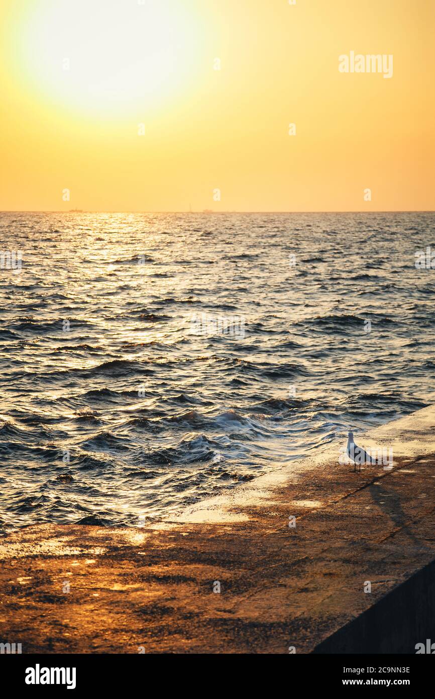 Einsame Möwe steht am Pier und beobachtet den Sonnenaufgang, Blick in den Ozean Stockfoto