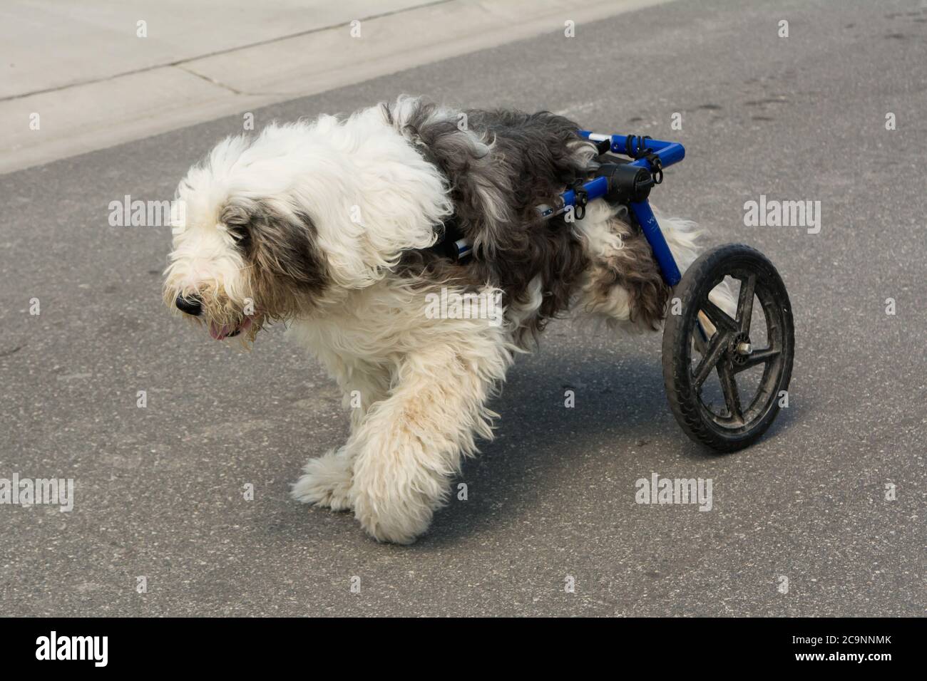 Behinderter alter englischer Schäferhund mit Rollstuhl, der auf dem Bürgersteig läuft Stockfoto