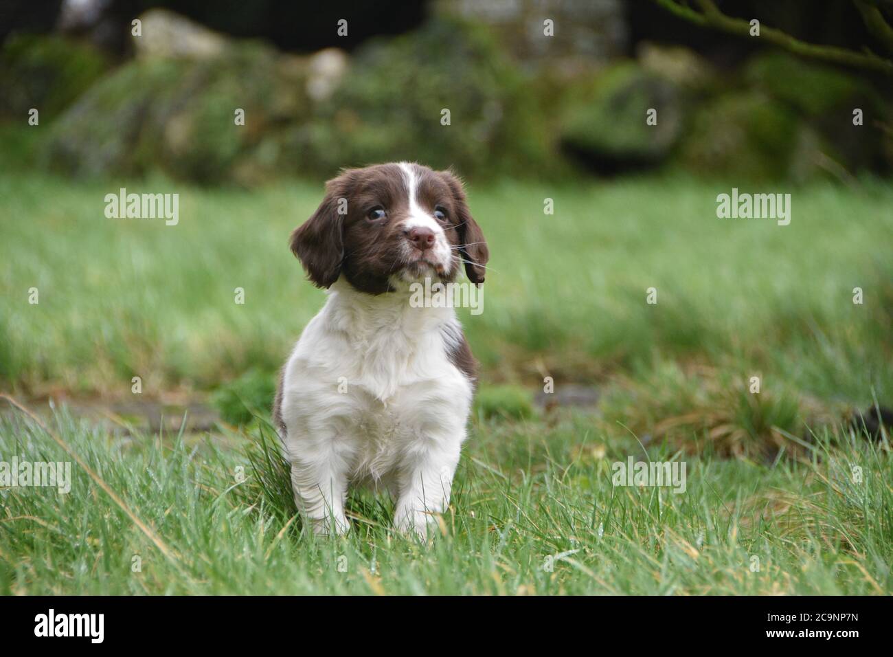 Englisch Springer Spaniel Puppy at 8 weeks, Cumbria, UK Stockfoto