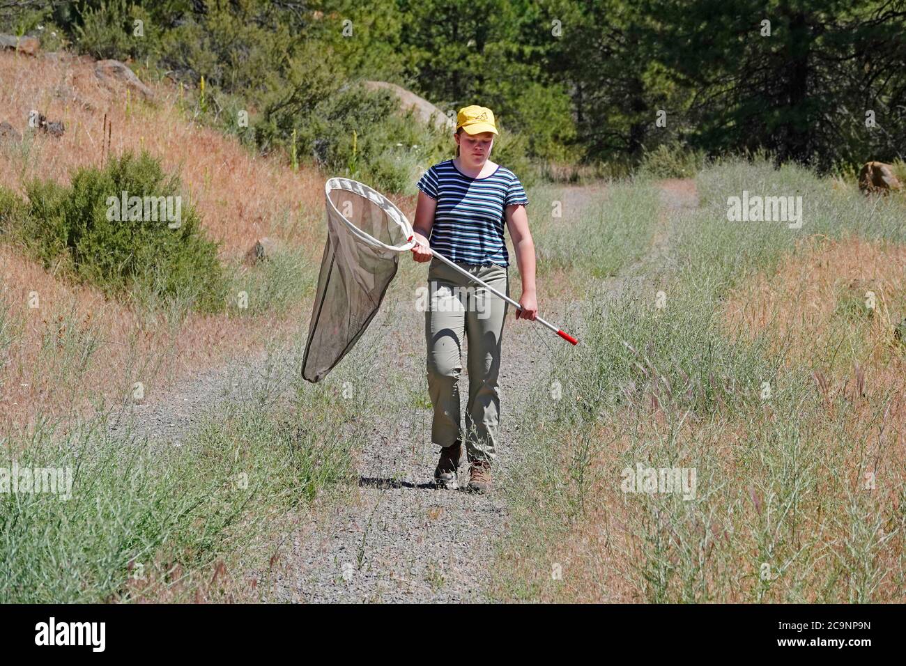 Ein junger Naturforscher sucht auf einer Wiese in den Cascade Mountains im Zentrum von Oregon nach Schmetterlingen. Stockfoto