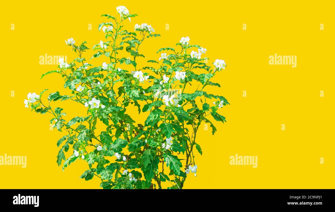 Schöner Wildblumenbaum mit gelbem Hintergrund Stockfoto
