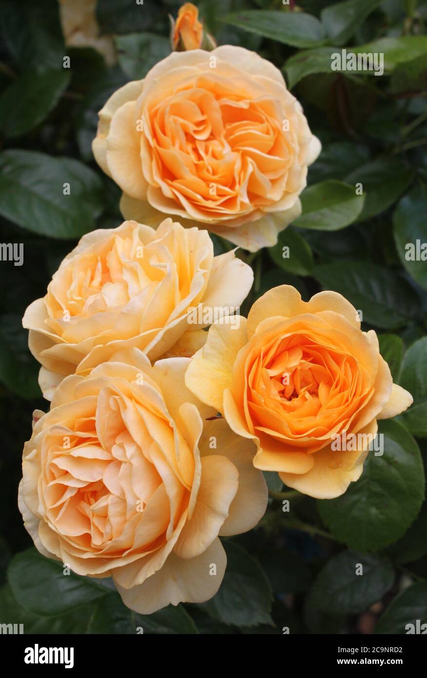 Orangefarbene Rosen in einem Garten auf grünem Hintergrund Stockfoto