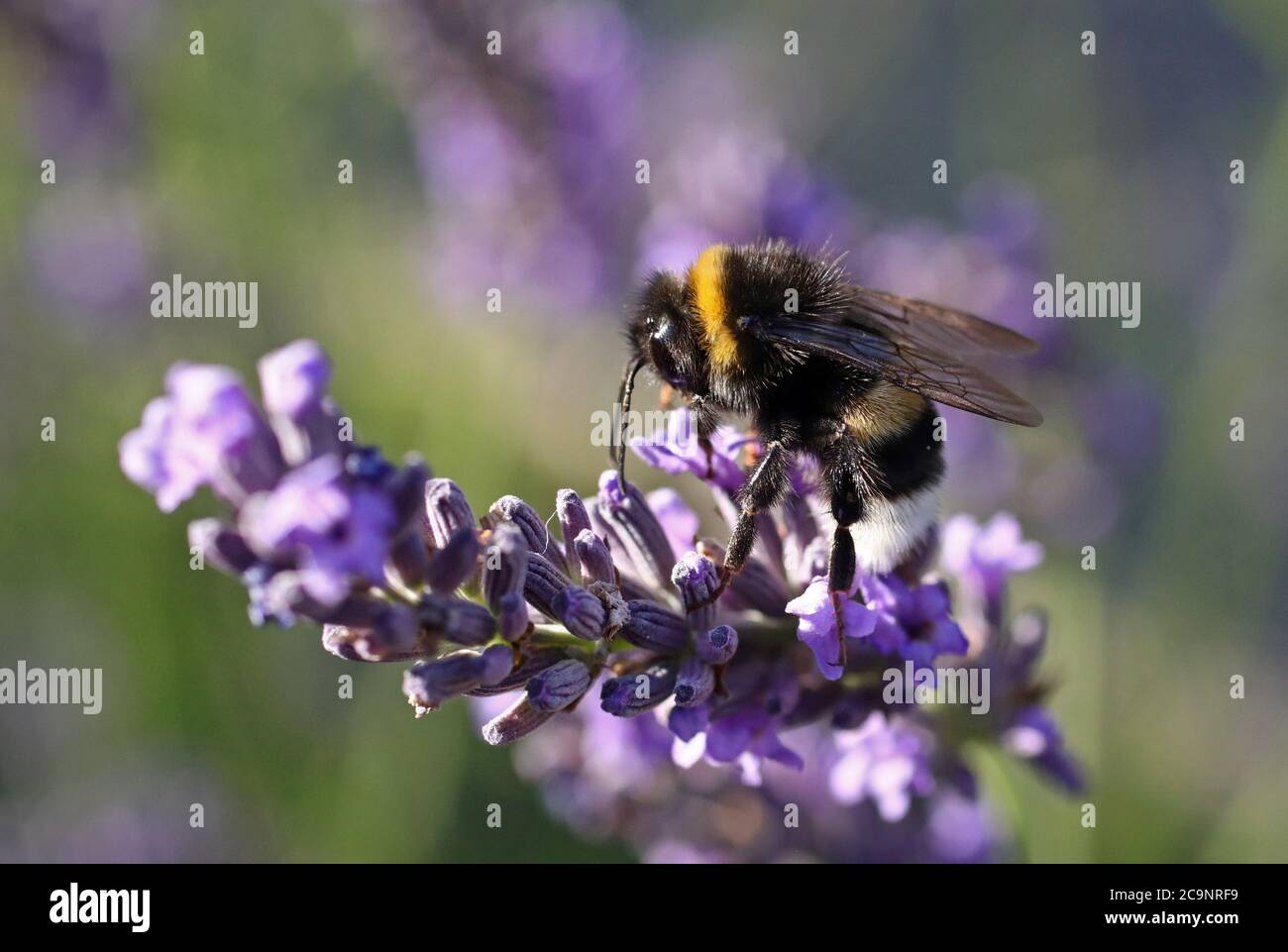 Motala, Schweden 20200801 Lavendel (Lavandula angustifolia), das viele Hummeln anzieht. Eine Hummel (oder Hummel, Hummel oder Hummel) ist eine von über 250 Arten der Gattung Bombus, die zu den Apidae gehört, einer der Bienenfamilien. Foto Jeppe Gustafsson Stockfoto