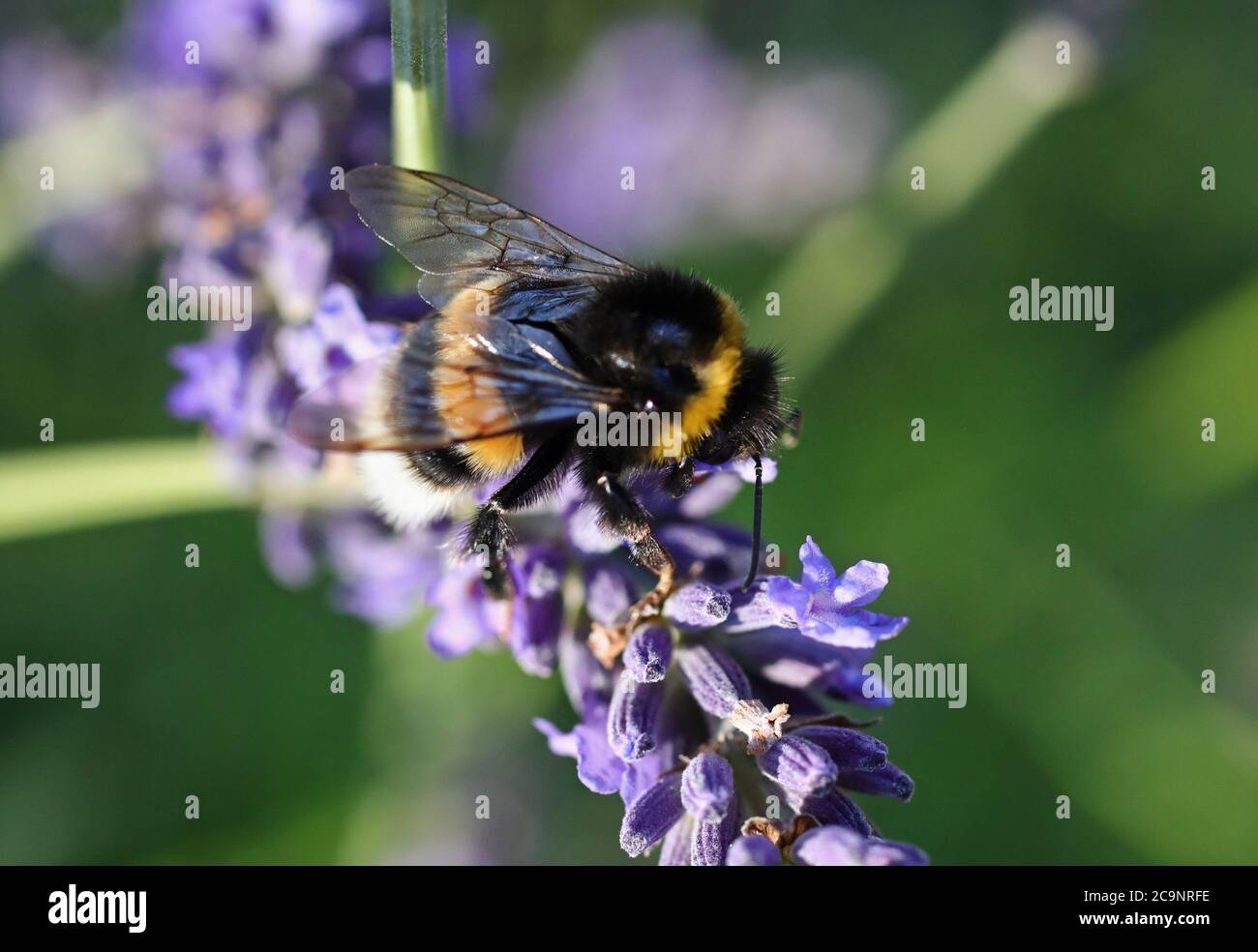 Motala, Schweden 20200801 Lavendel (Lavandula angustifolia), das viele Hummeln anzieht. Eine Hummel (oder Hummel, Hummel oder Hummel) ist eine von über 250 Arten der Gattung Bombus, die zu den Apidae gehört, einer der Bienenfamilien. Foto Jeppe Gustafsson Stockfoto