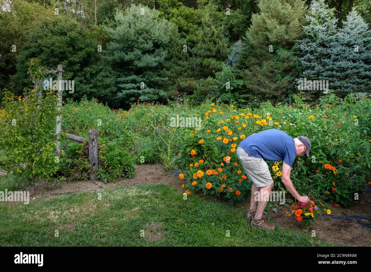 Mann, der Blumen bei einem Pick Your Own Flower Cutting Garden in Solebury Orchards, New Hope, Bucks County, Pennsylvania, USA sammelt Stockfoto