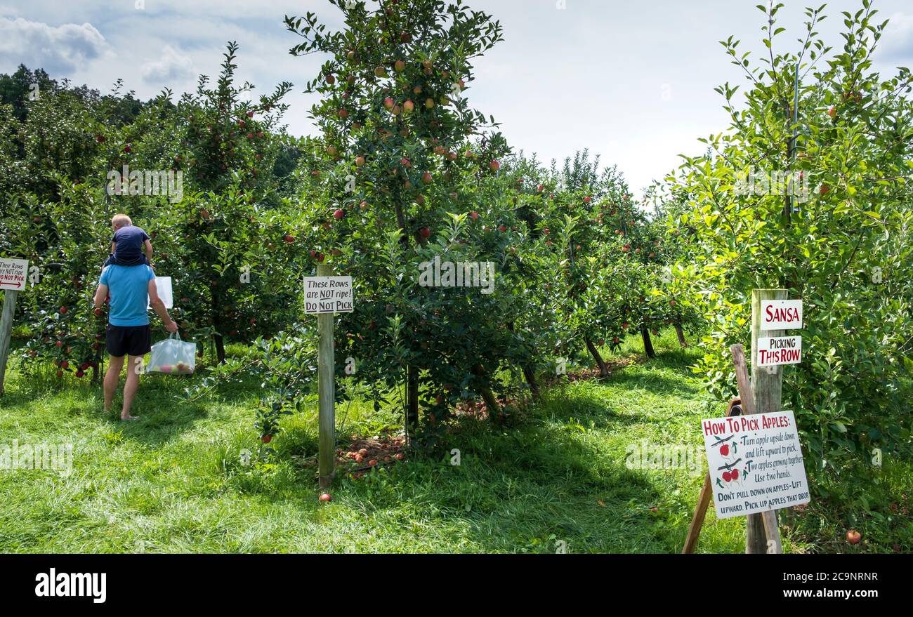 Familie pflücken Blumen auf Farmstand in New Hope Pennsylvania Stockfoto