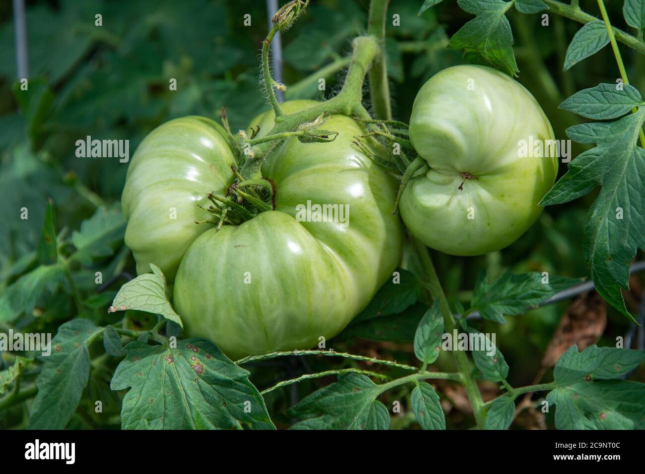Grüne Tomaten zeigen Anzeichen von Catfacing, während sie in Ankeny, Iowa wachsen. Stockfoto