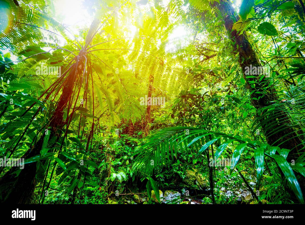 Basse terre Dschungel bei Sonnenuntergang. Guadeloupe, Karibik Stockfoto