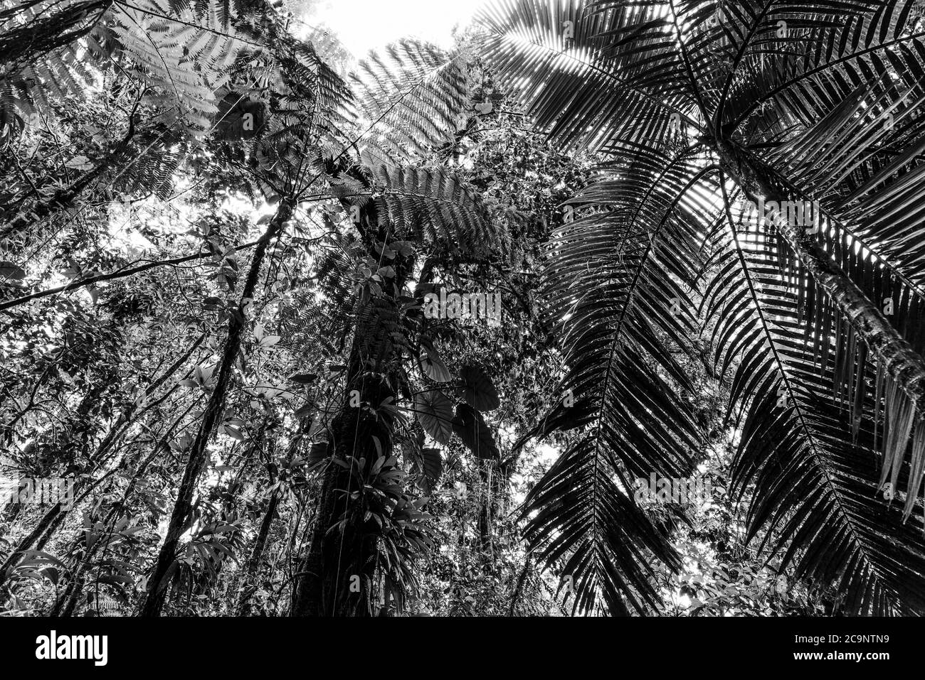 Grüne Bäume in Basse Terre Dschungel von unten gesehen, Guadeloupe. Kleinere Antillen, Karibik. Schwarz-Weiß-Effekt Stockfoto