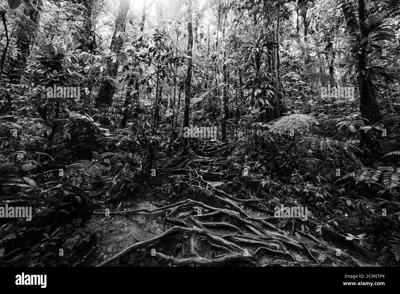 Wurzeln und tropische Vegetation in Basse Terre Dschungel, Guadeloupe Insel. Französisch-westindien, kleine Antillen. Schwarz-Weiß-Effekt Stockfoto