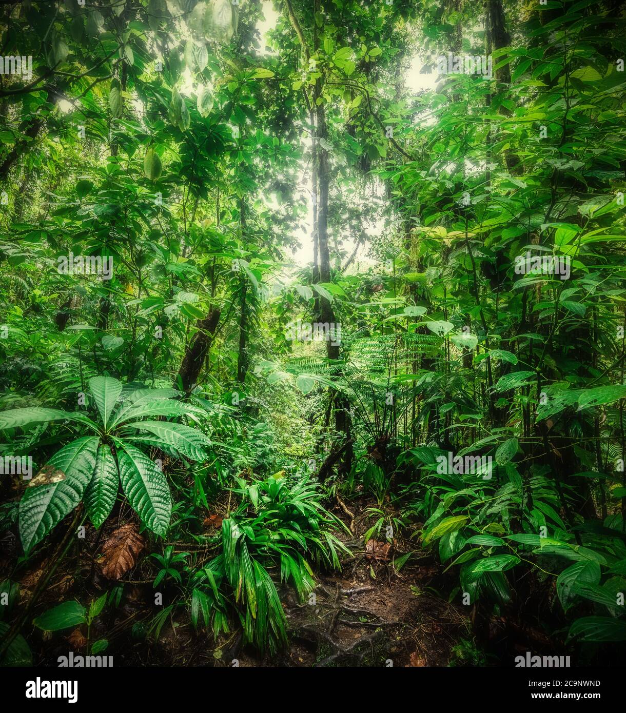 Basse Terre Dschungel in Guadeloupe, Karibik Stockfoto