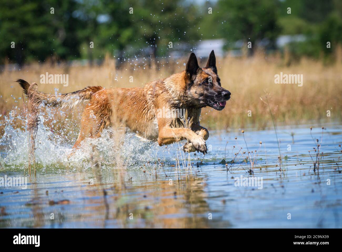 Belgischer Schäferhund (Malinois) läuft im See, Sommer Wasser Spaß Stockfoto