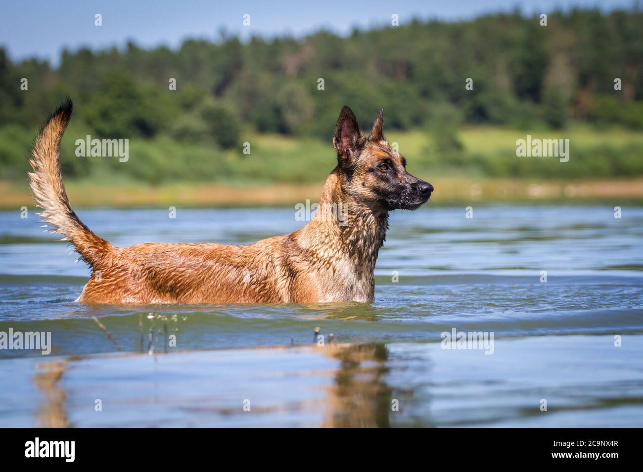 Belgischer Schäferhund (Malinois) steht im See, sommerlicher Wasserspaß Stockfoto