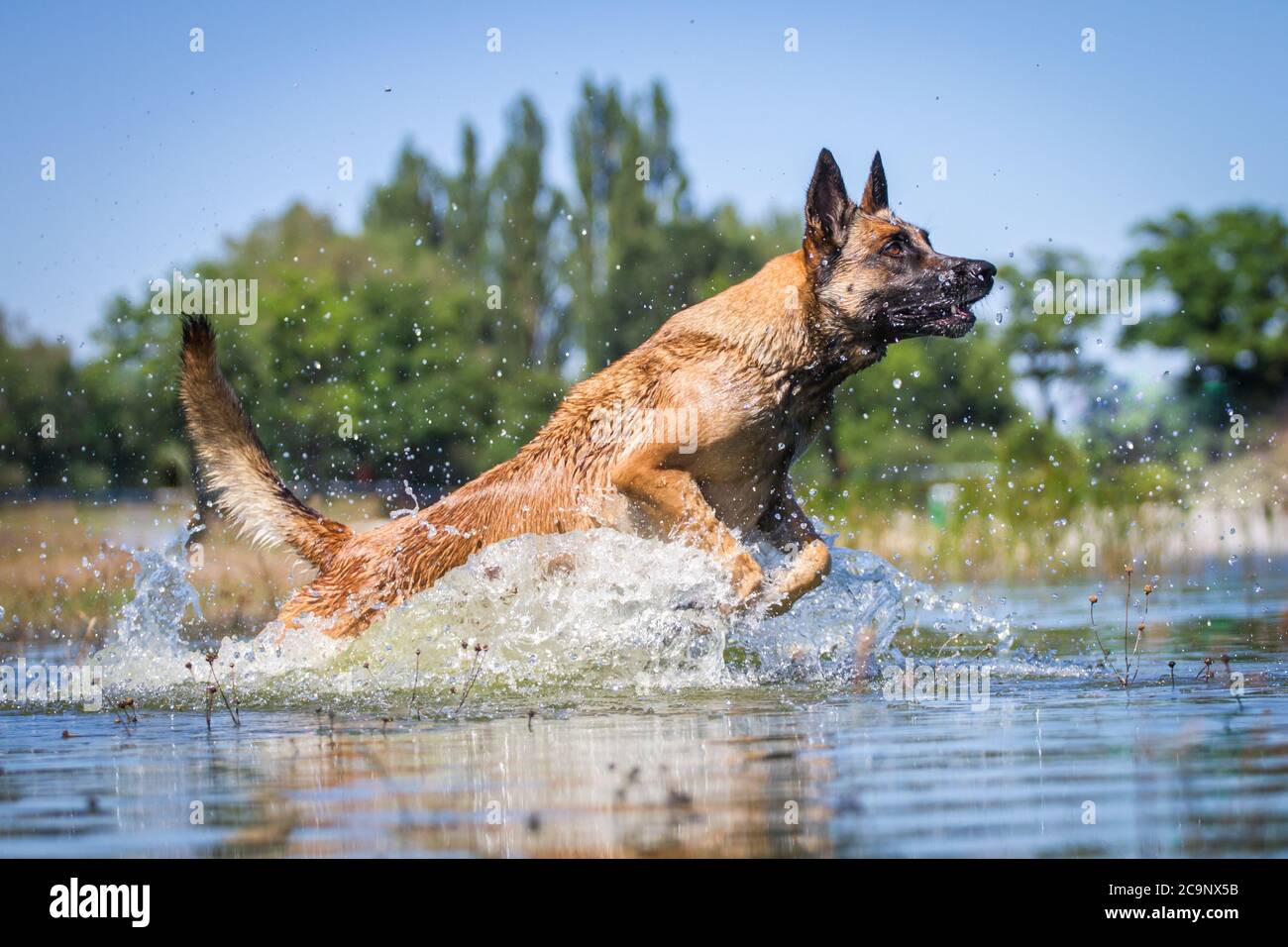 Belgischer Schäferhund (Malinois) läuft im See, Sommer Wasser Spaß Stockfoto