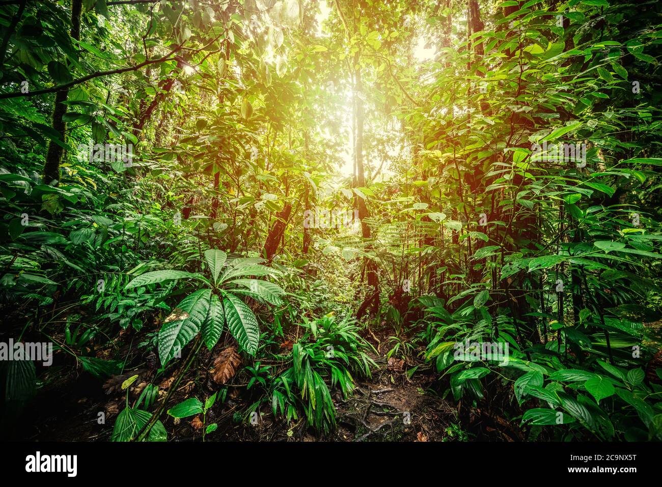 Basse Terre Dschungel in Guadeloupe, Karibik Stockfoto