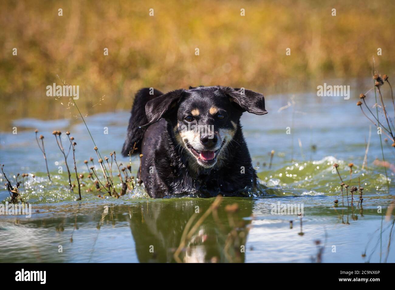 Österreichischer Pinscher Hund läuft im See, sommerlicher Wasserspaß Stockfoto