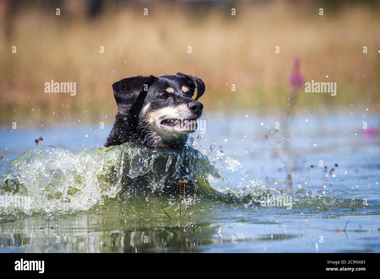 Österreichischer Pinscher Hund läuft im See, sommerlicher Wasserspaß Stockfoto