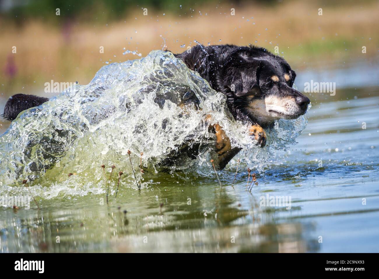 Österreichischer Pinscher Hund läuft im See, sommerlicher Wasserspaß Stockfoto