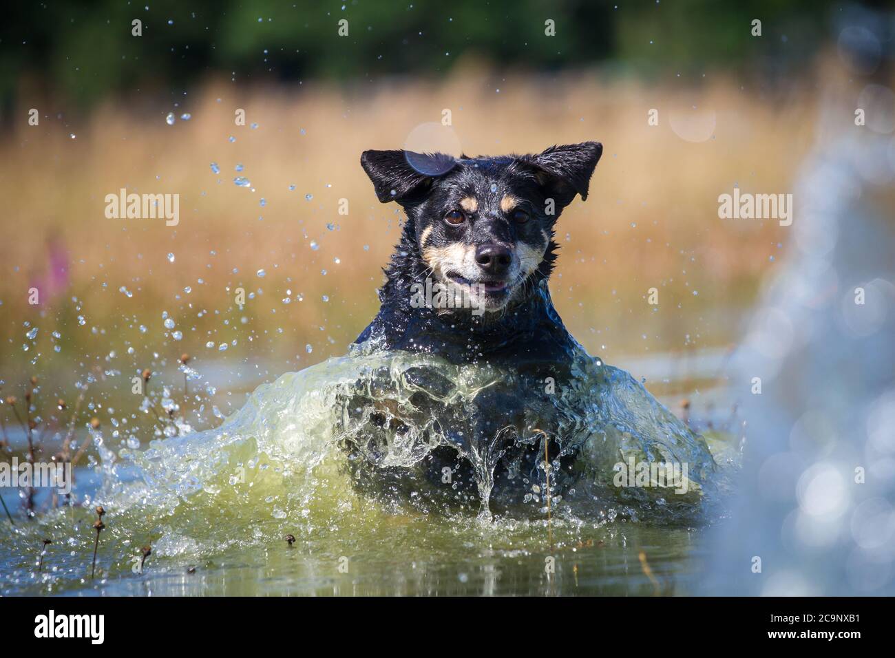 Österreichischer Pinscher Hund läuft im See, sommerlicher Wasserspaß Stockfoto