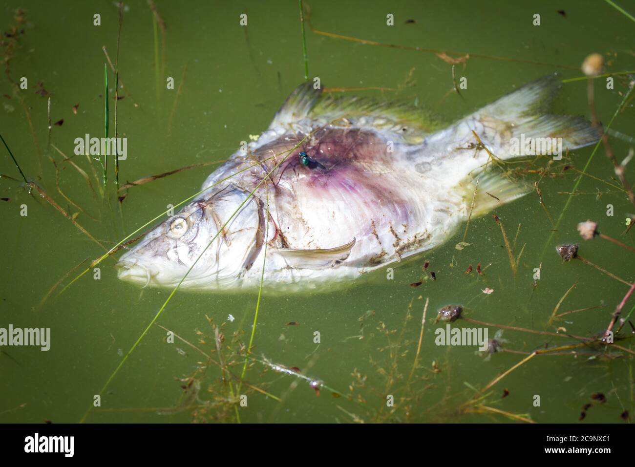 Toter Fisch im See. Zar, Tschechische Republik, Europa Stockfoto