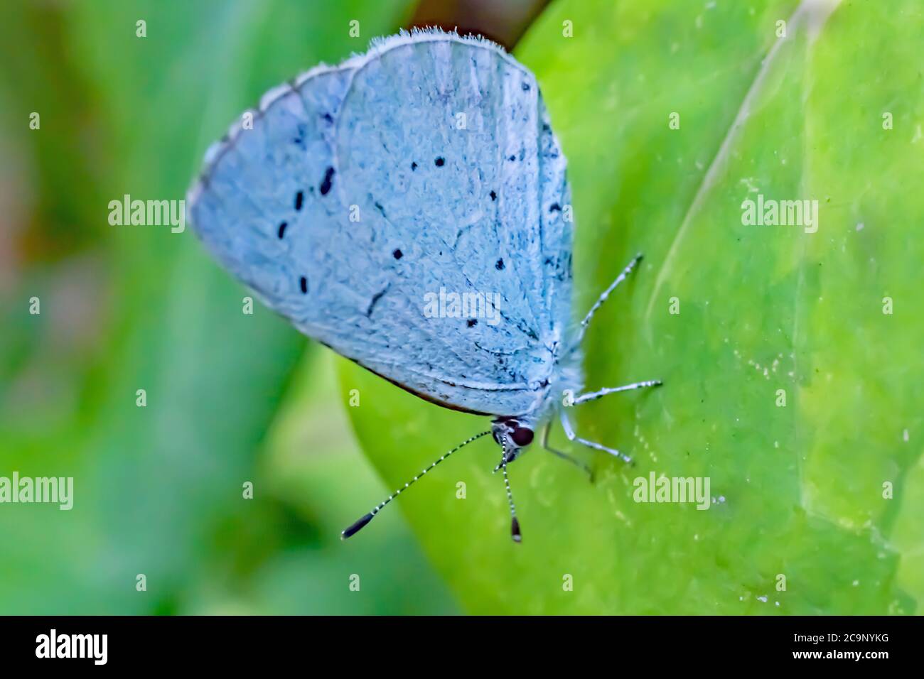 Ein Makro Nahaufnahme eines Stechpalme blauen Schmetterlings in Ruhe auf einem grünen Blatt Stockfoto