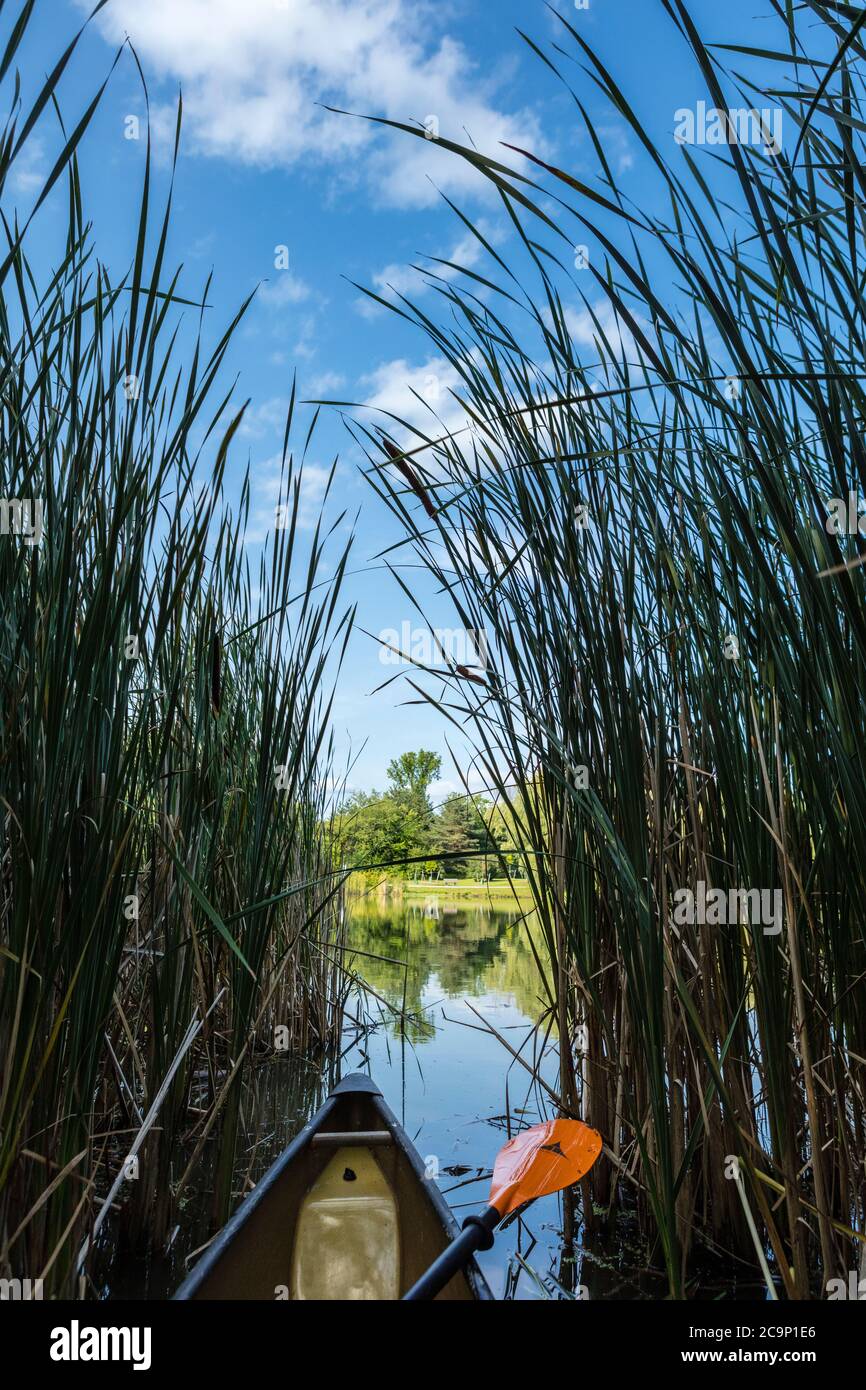 Blick auf das offene Wasser von einem Kanu-Kajak, Blick durch eine sehr kleine Öffnung in einem Stand von Schilf. Stockfoto